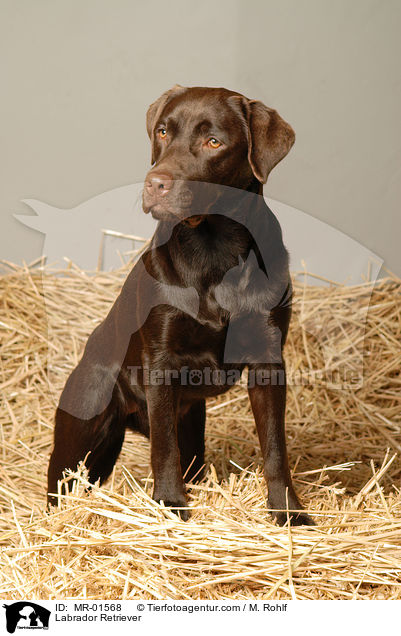 Labrador Retriever / Labrador Retriever / MR-01568