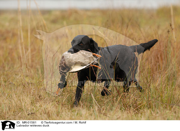 Labrador retrieves duck / MR-01581