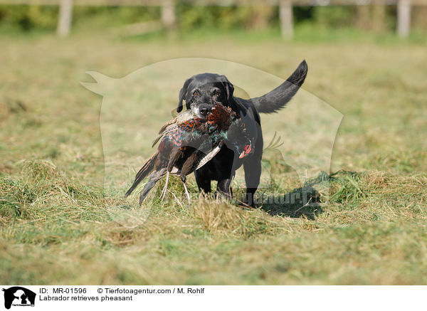 Labrador retrieves pheasant / MR-01596