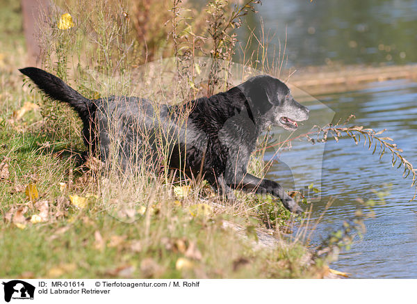 alter Labrador Retriever / old Labrador Retriever / MR-01614