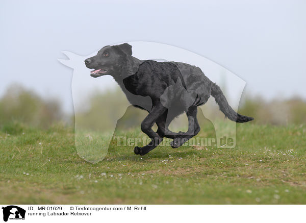 running Labrador Retriever / MR-01629