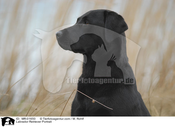 Labrador Retriever Portrait / Labrador Retriever Portrait / MR-01650