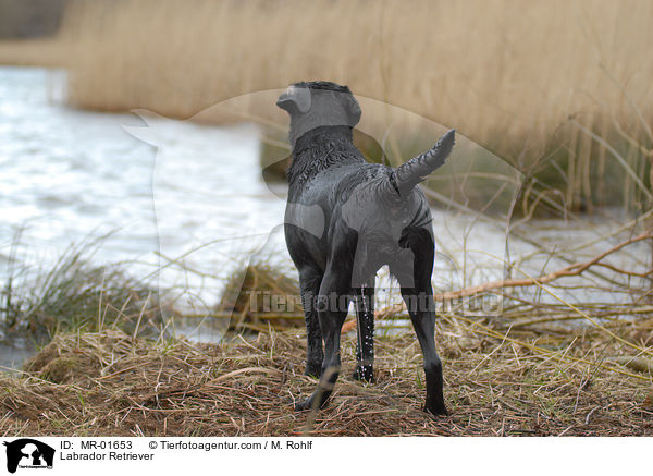 Labrador Retriever / Labrador Retriever / MR-01653