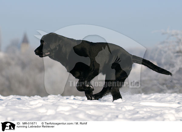 running Labrador Retriever / MR-01671