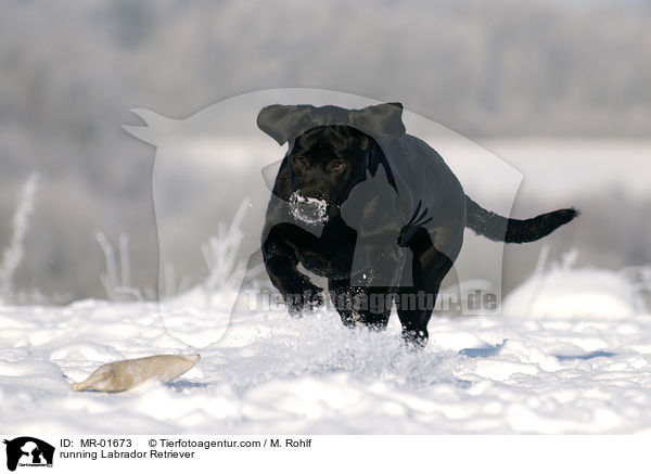 running Labrador Retriever / MR-01673