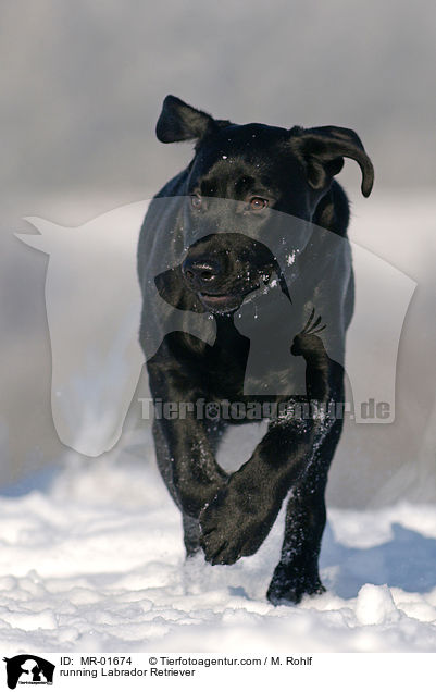 running Labrador Retriever / MR-01674