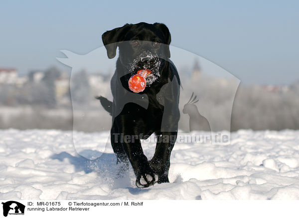 running Labrador Retriever / MR-01675