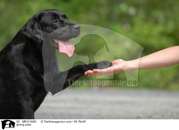 giving paw / MR-01680