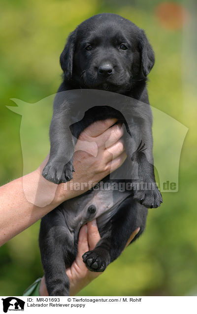 Labrador Retriever puppy / MR-01693