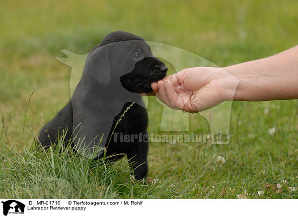 Labrador Retriever Welpe / Labrador Retriever puppy / MR-01710