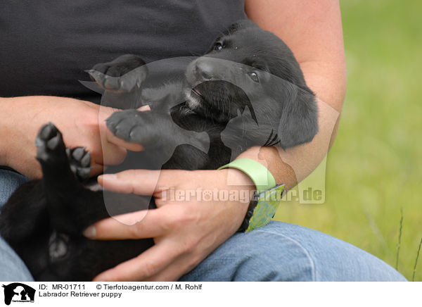 Labrador Retriever Welpe / Labrador Retriever puppy / MR-01711