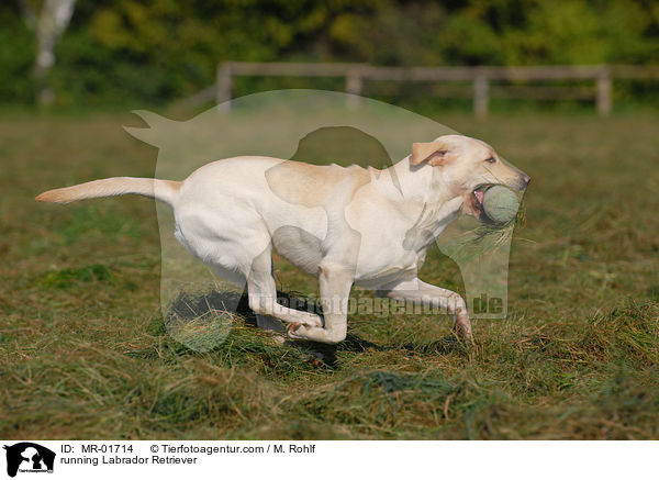 running Labrador Retriever / MR-01714