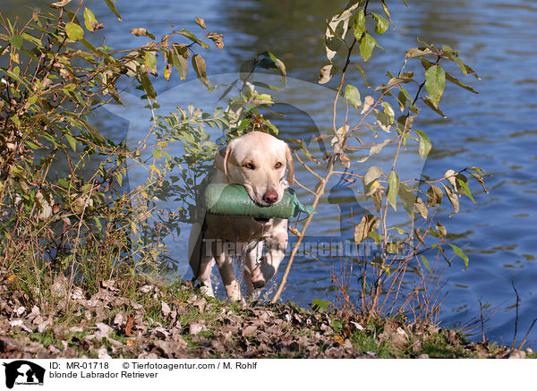 blonde Labrador Retriever / MR-01718