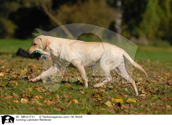 running Labrador Retriever / MR-01731