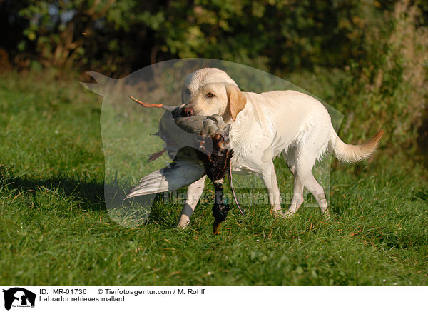 Labrador retrieves mallard / MR-01736