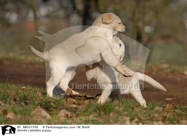 blonde Labrador puppy / MR-01769