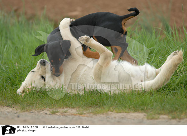 playing dogs / MR-01778