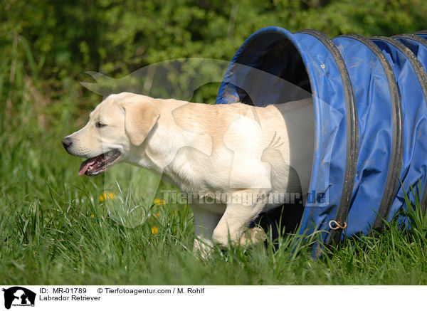 Labrador Retriever / Labrador Retriever / MR-01789