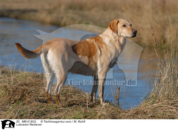 Labrador Retriever / Labrador Retriever / MR-01802