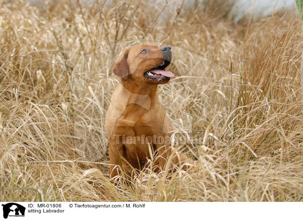 sitting Labrador / MR-01806