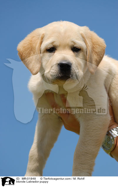 blonde Labrador puppy / MR-01848