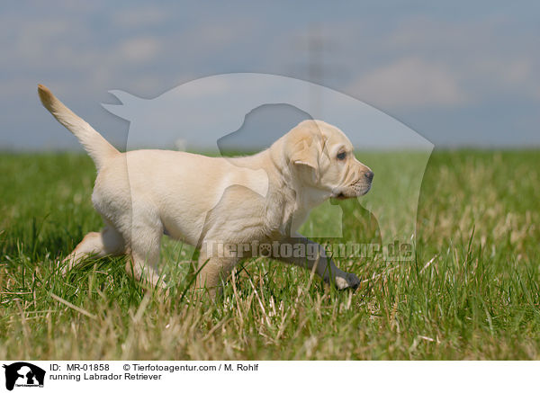 running Labrador Retriever / MR-01858