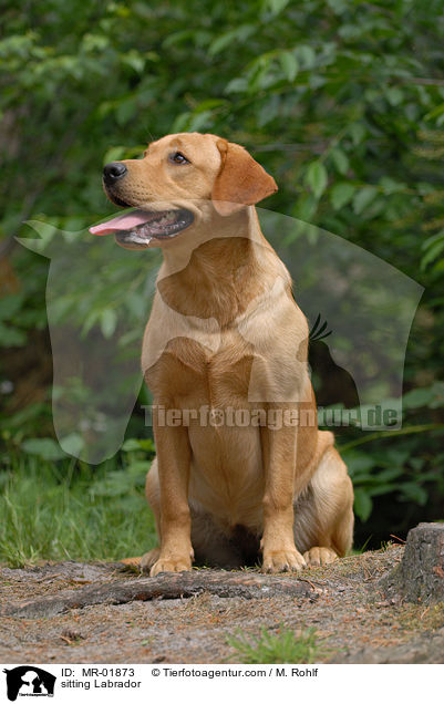 sitting Labrador / MR-01873