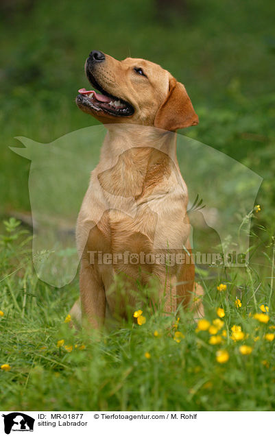 sitting Labrador / MR-01877