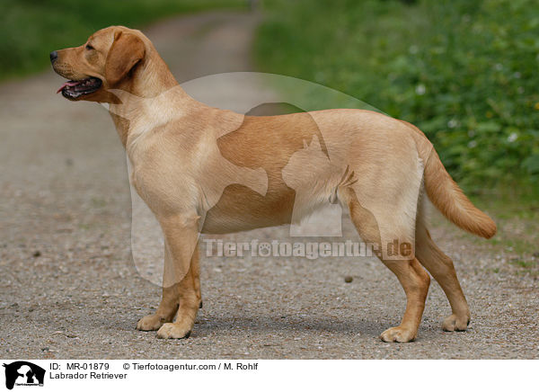 Labrador Retriever / MR-01879