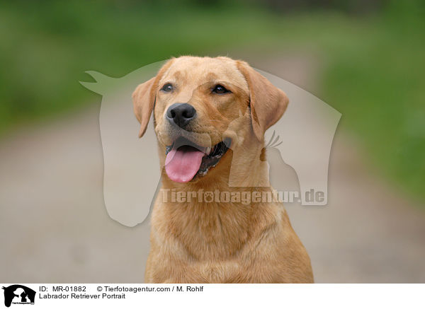 Labrador Retriever Portrait / MR-01882