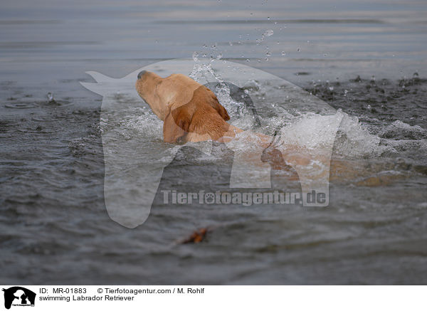 swimming Labrador Retriever / MR-01883