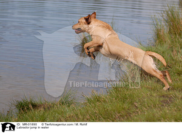 Labrador springt ins Wasser / Labrador jump in water / MR-01890