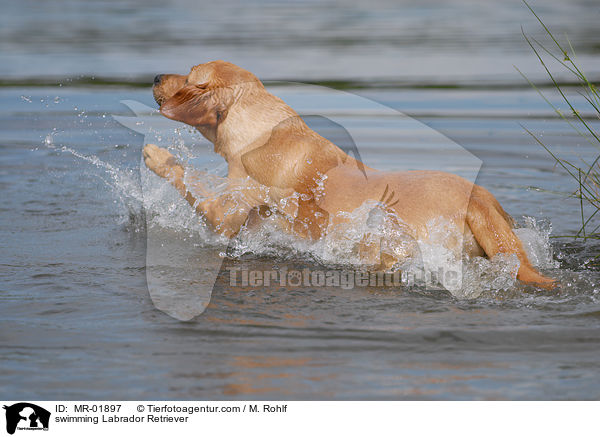 swimming Labrador Retriever / MR-01897