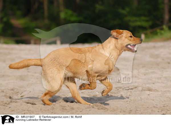 rennender Labrador Retriever / running Labrador Retriever / MR-01907