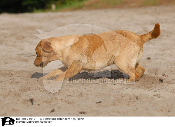 spielender Labrador Retriever / playing Labrador Retriever / MR-01919