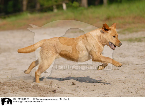 rennender Labrador Retriever / running Labrador Retriever / MR-01921