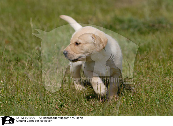 running Labrador Retriever / MR-01930