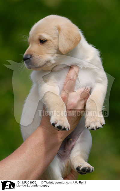blonder Labrador Welpe / blonde Labrador puppy / MR-01932