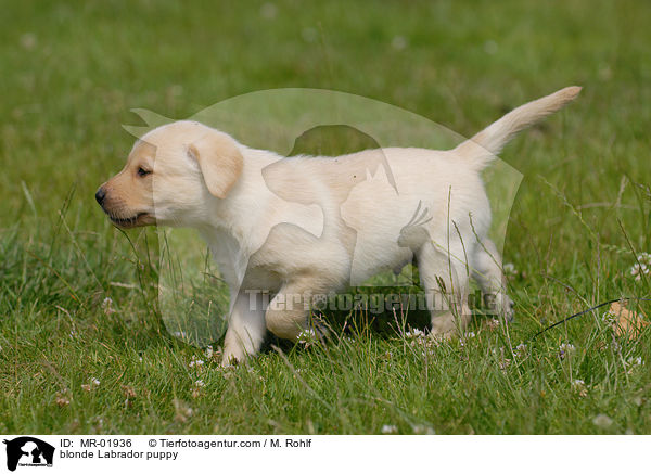 blonde Labrador puppy / MR-01936