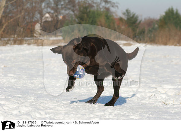 playing Labrador Retriever / SS-17039