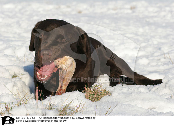 eating Labrador Retriever in the snow / SS-17052