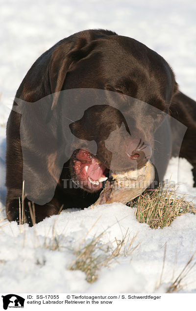 eating Labrador Retriever in the snow / SS-17055