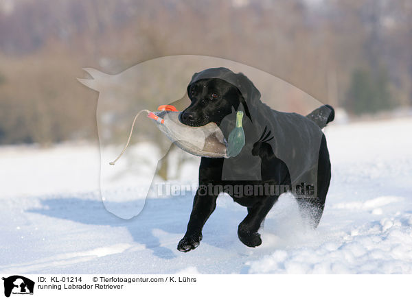 rennender Labrador Retriever / running Labrador Retriever / KL-01214
