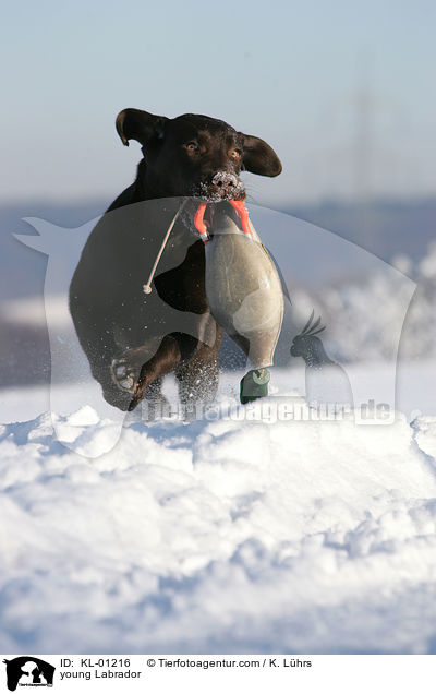 junger Labrador / young Labrador / KL-01216