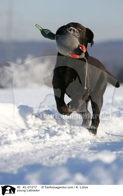 junger Labrador / young Labrador / KL-01217