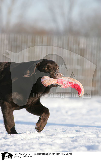 young Labrador / KL-01218