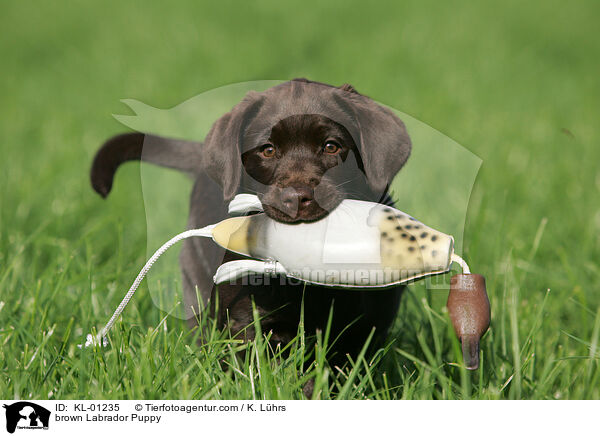 brown Labrador Puppy / KL-01235