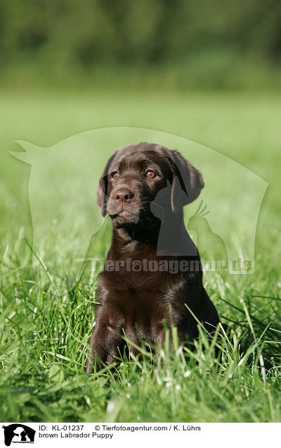 brown Labrador Puppy / KL-01237