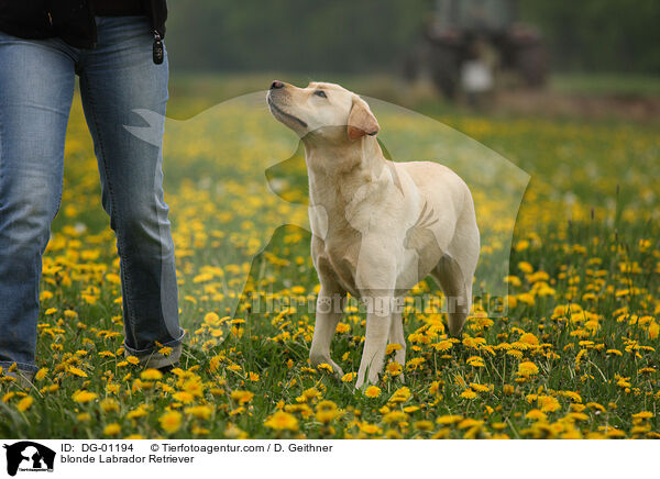 blonder Labrador Retriever / blonde Labrador Retriever / DG-01194