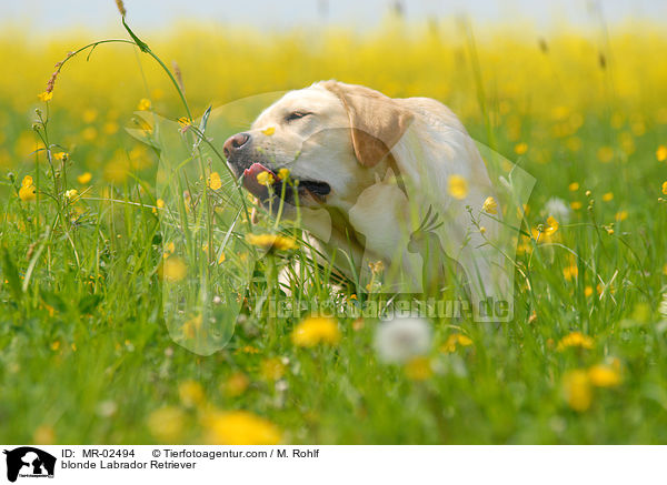 blonder Labrador Retriever / blonde Labrador Retriever / MR-02494